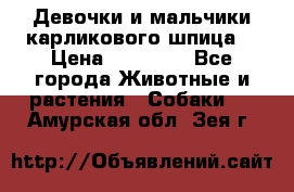 Девочки и мальчики карликового шпица  › Цена ­ 20 000 - Все города Животные и растения » Собаки   . Амурская обл.,Зея г.